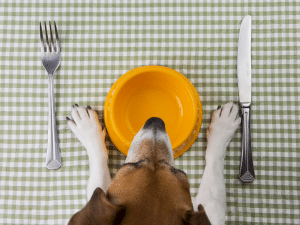 Wat mag een hond eten?