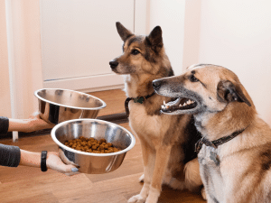 Wat mag een hond eten naast brokken?