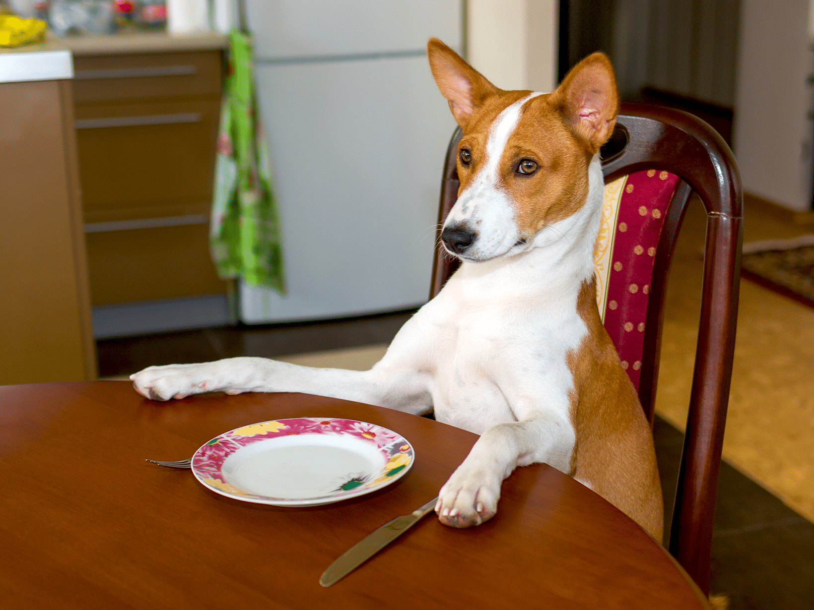 wat mag een hond eten van tafel
