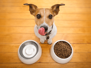 Wat mag een hond wel en niet eten?