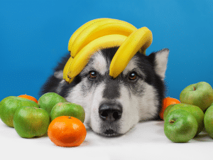 Welk fruit mag een hond en welk fruit niet?