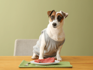 Welk rauw vlees mag een hond eten?