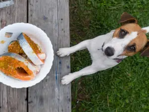 Welke vis mag een hond eten?