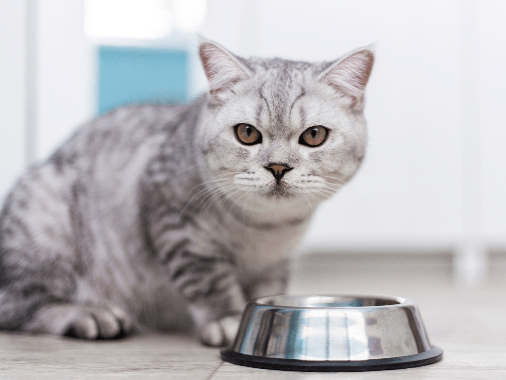 Eten voor een kat met nierproblemen
