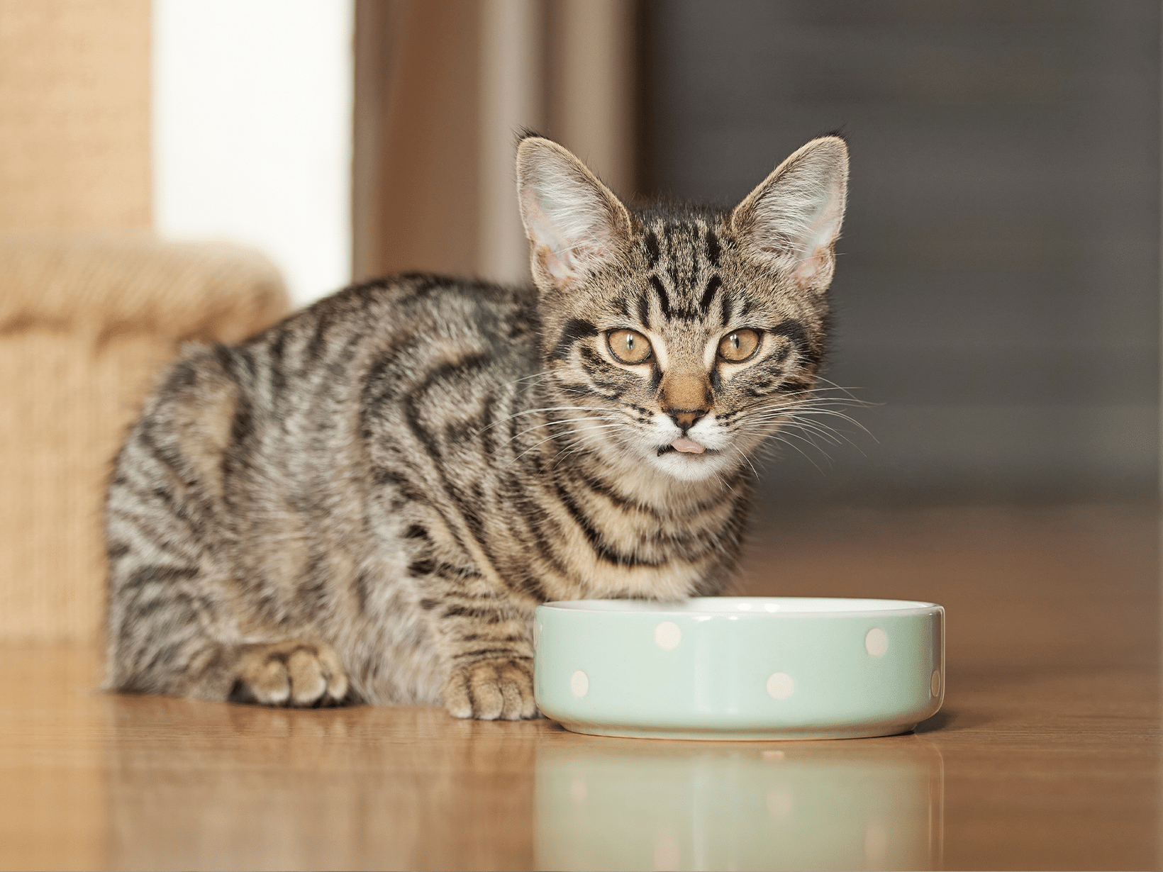 Graanvrij eten voor een kat