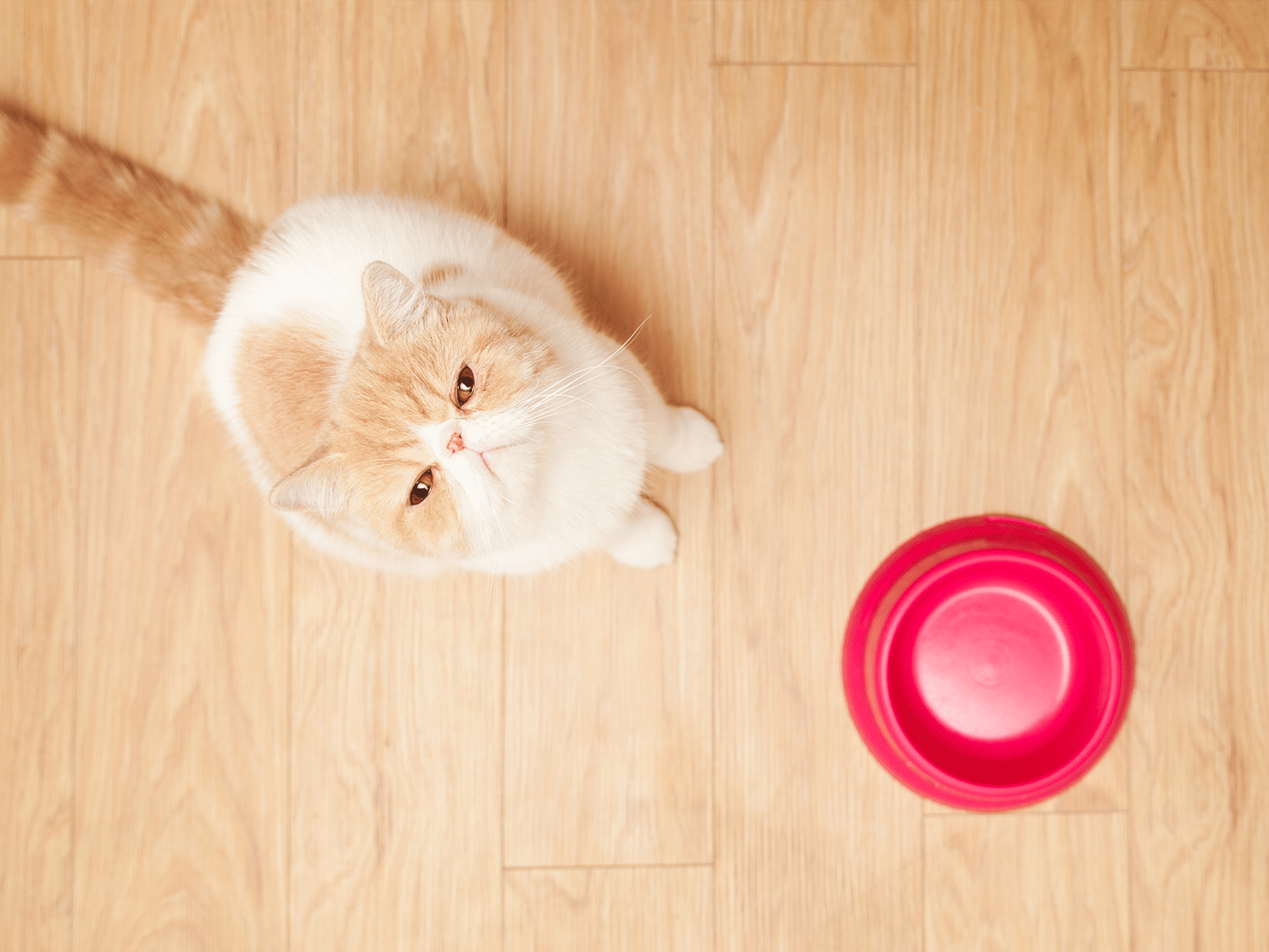 Hoe lang mag een kat niet eten voor een sterilisatie?