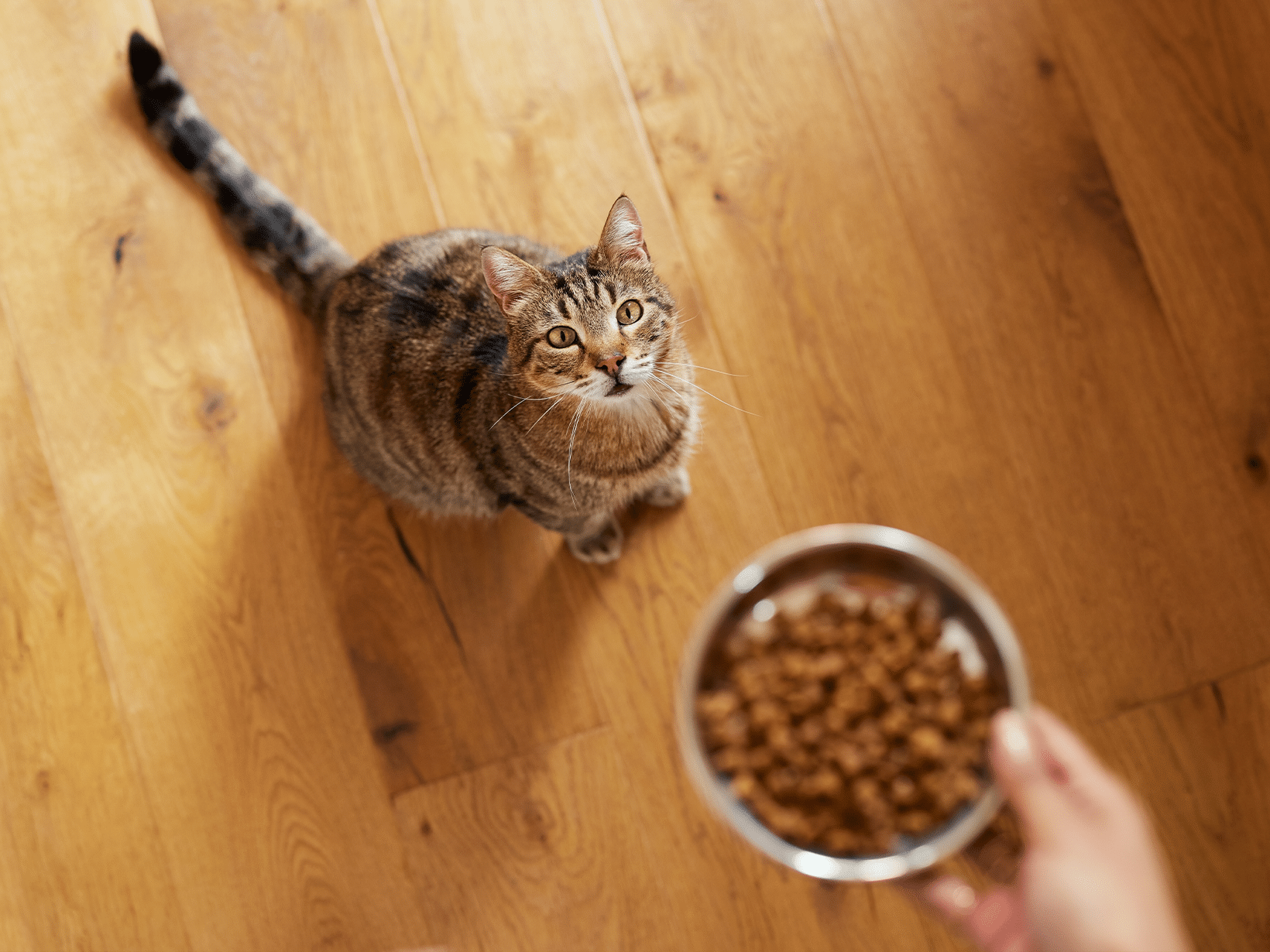 Hoe vaak per dag moet een kat eten?