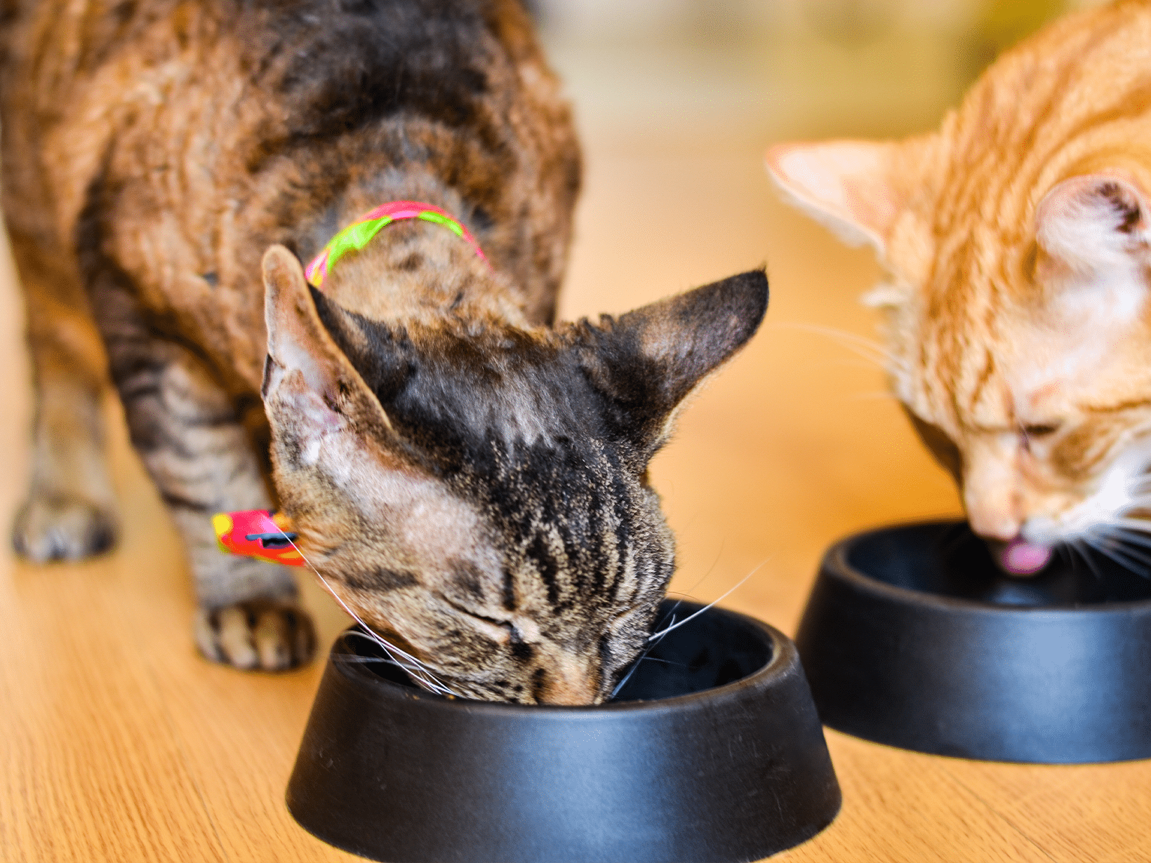 Hoeveel gram mag een kat eten per dag?