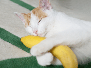 Kan een kat banaan eten?