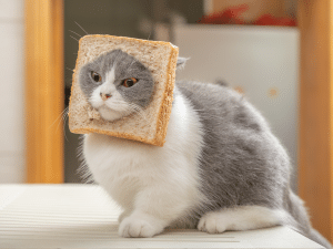 Kan een kat brood eten?