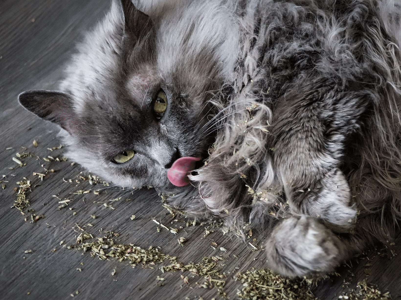 Kan een kat catnip eten?