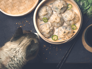 Kan een kat chinees eten?