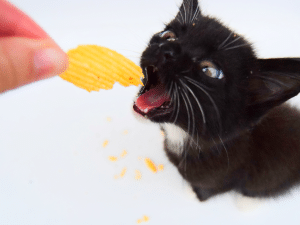 Kan een kat chips eten?