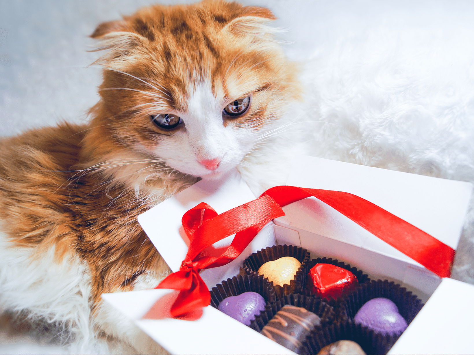 Kan een kat chocolade eten