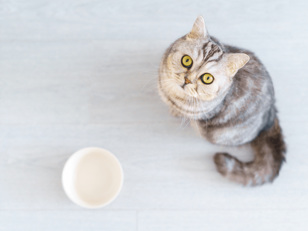 Kan een kat een dag zonder eten? Lees onze gids!