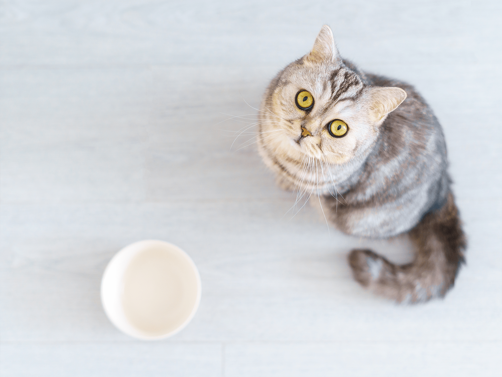 Kan een kat een dag zonder eten?