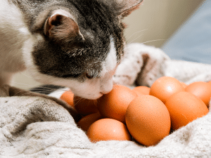 Kan een kat ei eten?