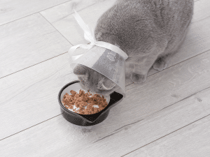 Kan een kat eten met een kap?