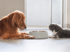 Kan een kat hondenvoer eten?
