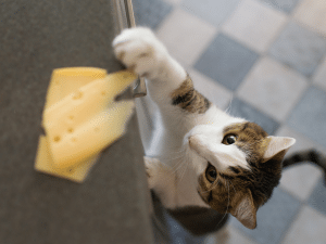 Kan een kat kaas eten?