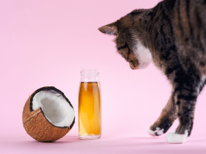 Kan een kat kokosolie eten?