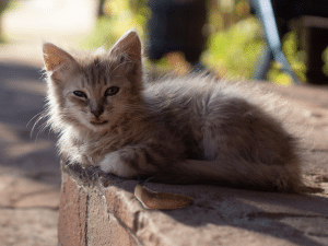 Kan een kat naaktslak eten?