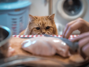 Kan een kat rauwe kip eten?