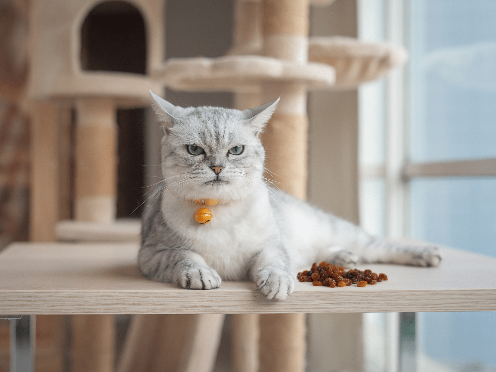 Kan een kat rozijnen eten?