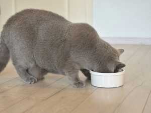 Kan een kat teveel eten?