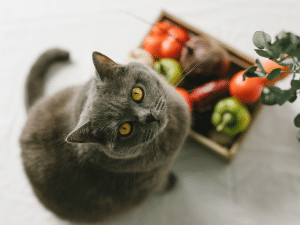 Kan een kat vegetarisch eten?