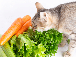 Kan een kat wortels eten?