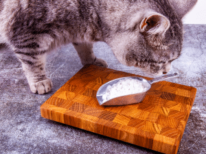 Kan een kat zout eten?
