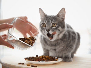 Kat likt alleen aan het eten