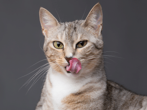 Kat likt bek na het eten