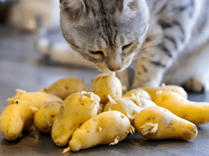 Mag een kat aardappel eten?