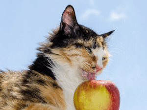 Mag een kat appels eten?