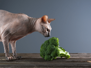 Mag een kat broccoli eten?