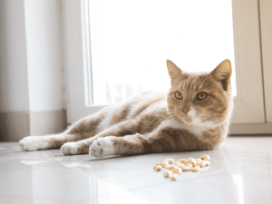 Mag een kat cashewnoten?