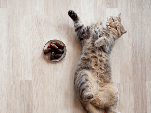 Mag een kat dadels eten?