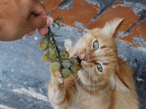 Mag een kat druiven eten?
