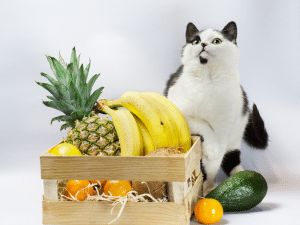 Mag een kat fruit eten?
