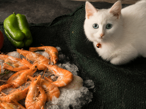 Mag een kat garnalen eten?