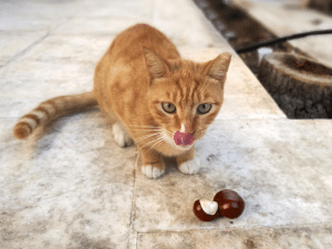 Mag een kat kastanjes eten?