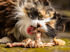 Mag een kat kippenbotjes eten?
