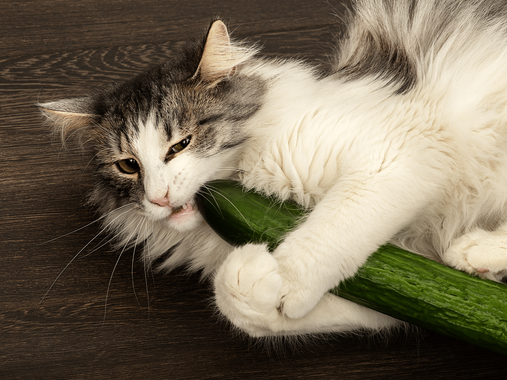 Mag een kat komkommer eten?