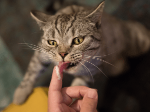 Mag een kat kwark eten?