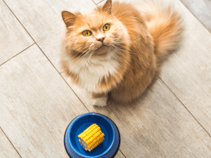 Mag een kat mais eten?