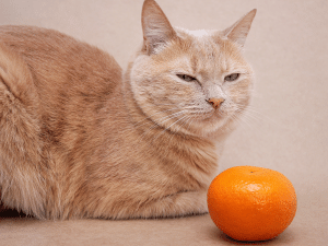 Mag een kat mandarijn eten?