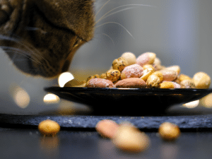 Mag een kat noten eten?