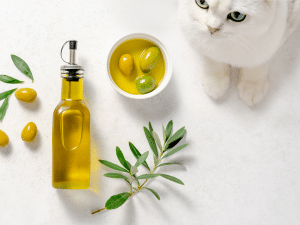 Mag een kat olijven eten?